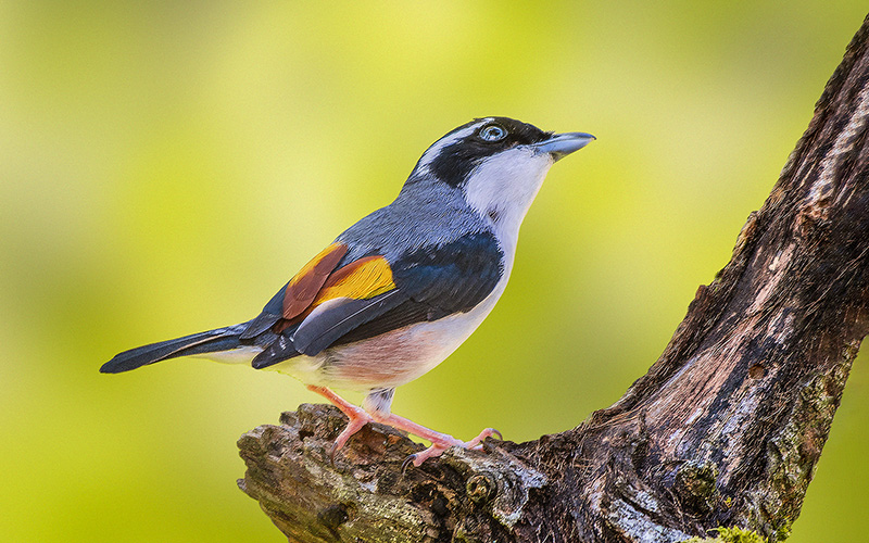 Dalat Shrike-Babbler (Pteruthius annamensis) at Da Lat Plateau, Southern Vietnam. Photo by: Phuc Le - Vietnam Birdwatching Tours - Vietbirdtours.com